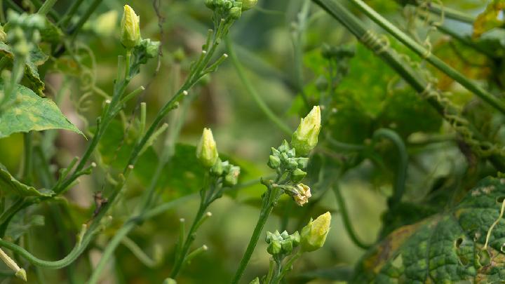 怀孕期间的饮食要注意什么 怀孕饮食禁忌有哪些